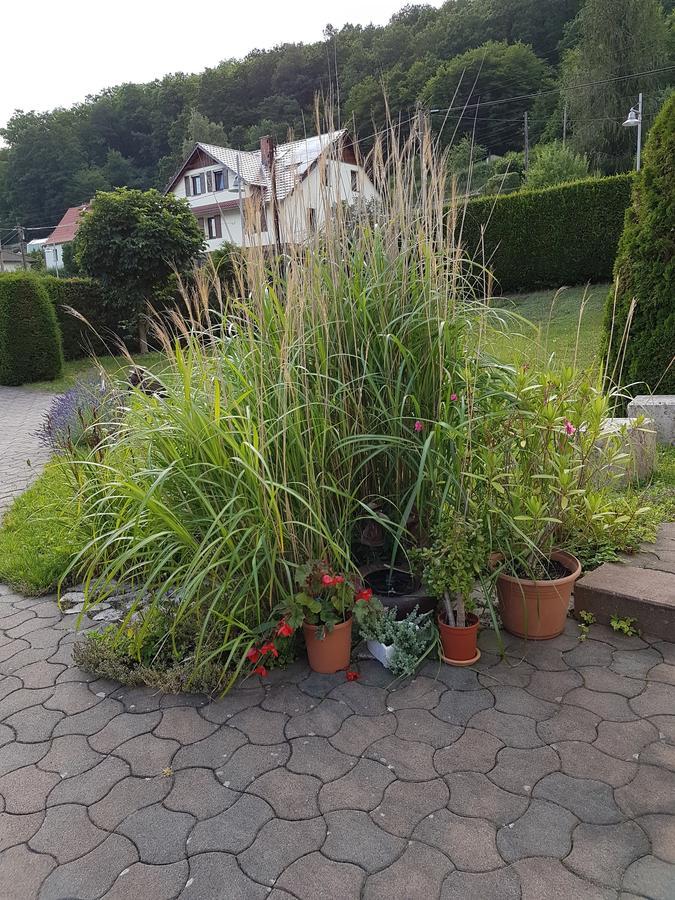 Ferienwohnung Am Rennsteig Bei Eisenach - Ilona Schmidt Wolfsburg-Unkeroda Kültér fotó